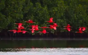 Scarlet Ibis: Caribbean's Vibrant Ecological Icon Soaring Through Wild Wetlands-7