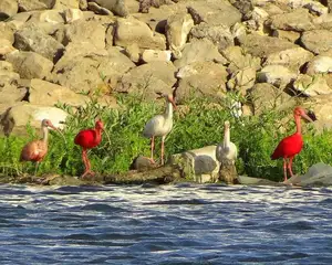 Scarlet Ibis: Caribbean's Vibrant Ecological Icon Soaring Through Wild Wetlands-1