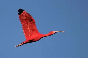 Scarlet Ibis: Caribbean's Vibrant Ecological Icon Soaring Through Wild Wetlands-4