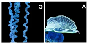 The mesmerizing blue jellyfish discovered off the coast of Japan-4