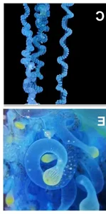 The mesmerizing blue jellyfish discovered off the coast of Japan-5