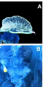 The mesmerizing blue jellyfish discovered off the coast of Japan-3