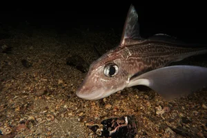 Discover the haunting beauty of the 300-million-year-old Ghost Shark-0