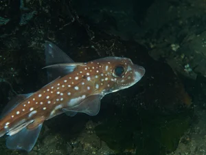 Discover the haunting beauty of the 300-million-year-old Ghost Shark-3