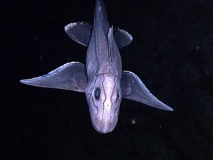 Discover the haunting beauty of the 300-million-year-old Ghost Shark-1