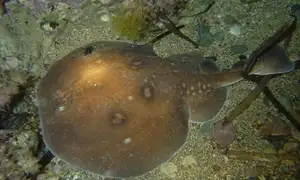 Mysterious Electric Ray: The Shocking Marine Creature Hunted by Ancient Greeks for Unique Powers-8