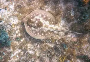 Mysterious Electric Ray: The Shocking Marine Creature Hunted by Ancient Greeks for Unique Powers-2