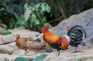 Discover the Red Junglefowl (Gallus gallus): The Stunning Wild Ancestor of Modern Domestic Chickens Found in Southeast Asia-3