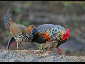 Discover the Red Junglefowl (Gallus gallus): The Stunning Wild Ancestor of Modern Domestic Chickens Found in Southeast Asia-0