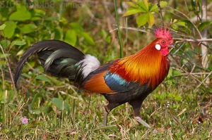 Discover the Red Junglefowl (Gallus gallus): The Stunning Wild Ancestor of Modern Domestic Chickens Found in Southeast Asia-4