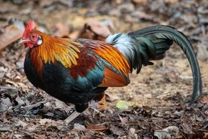 Discover the Red Junglefowl (Gallus gallus): The Stunning Wild Ancestor of Modern Domestic Chickens Found in Southeast Asia-6