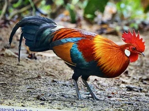 Discover the Red Junglefowl (Gallus gallus): The Stunning Wild Ancestor of Modern Domestic Chickens Found in Southeast Asia-7