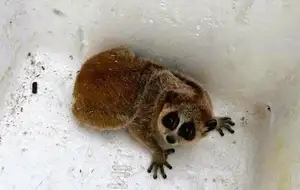 Rare Slow Loris: Adorable Red List Animal in Vietnam Needs Protection-10