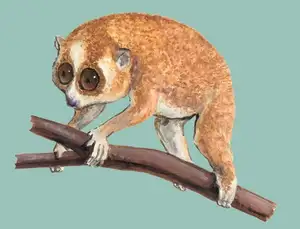 Rare Slow Loris: Adorable Red List Animal in Vietnam Needs Protection-5