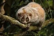 Rare Slow Loris: Adorable Red List Animal in Vietnam Needs Protection-0