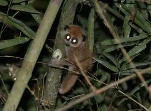 Rare Slow Loris: Adorable Red List Animal in Vietnam Needs Protection-9