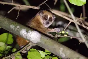 Rare Slow Loris: Adorable Red List Animal in Vietnam Needs Protection-2