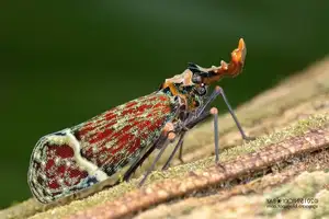 Bizarre Dragon-Headed Cicada - A Living Mythical Creature & Lucky Amulet-1