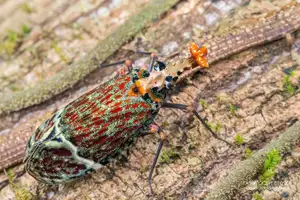 Bizarre Dragon-Headed Cicada - A Living Mythical Creature & Lucky Amulet-2