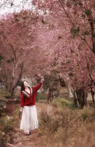 Lost in a Pink Paradise: Moc Chau's Enchanting Cherry Blossom Road Awaits-5