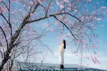 Lost in a Pink Paradise: Moc Chau's Enchanting Cherry Blossom Road Awaits-6