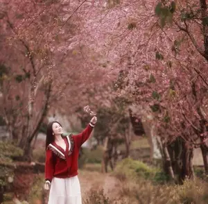 Lost in a Pink Paradise: Moc Chau's Enchanting Cherry Blossom Road Awaits-11