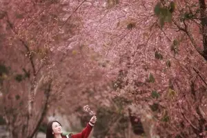 Lost in a Pink Paradise: Moc Chau's Enchanting Cherry Blossom Road Awaits-2