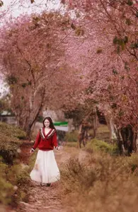 Lost in a Pink Paradise: Moc Chau's Enchanting Cherry Blossom Road Awaits-7