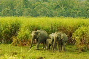 Explore Kaziranga: The Majestic Home of Asia's Big Five and Wild Beauty-5