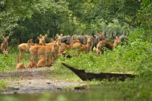 Explore Kaziranga: The Majestic Home of Asia's Big Five and Wild Beauty-0