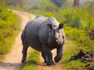 Explore Kaziranga: The Majestic Home of Asia's Big Five and Wild Beauty-2