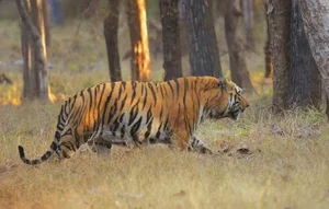 Explore Kaziranga: The Majestic Home of Asia's Big Five and Wild Beauty-3