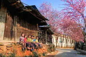 Muong Tip Children's Smiles Amidst Nghe An's Bright Cherry Blossoms-0