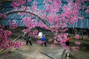 Muong Tip Children's Smiles Amidst Nghe An's Bright Cherry Blossoms-3