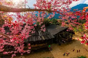 Muong Tip Children's Smiles Amidst Nghe An's Bright Cherry Blossoms-9