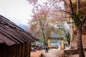 Muong Tip Children's Smiles Amidst Nghe An's Bright Cherry Blossoms-2