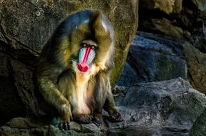 Discover the Vibrant Mandrill: Nature's Most Colorful Masterpiece of the African Rainforest-1