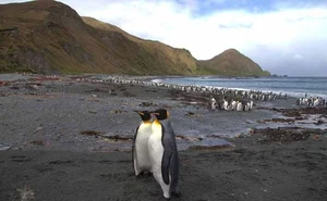 Macquarie Island: Exploring the Southern Ocean's Most Unique UNESCO World Heritage Site and Its Incredible Penguin Colonies-6