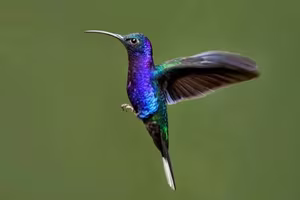 Discover the Tiny Hummingbird: Nature's Only Backward-Flying Animal Marvel-0