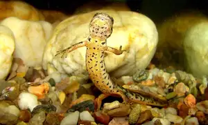 Mysterious Sardinian Brook Newt: Unique Appearance of an Amphibian in the Mediterranean-0