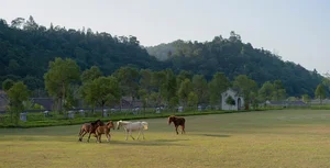 Ultimate Travel Guide to Yen Tu Mountain: Exploring the Spiritual Buddhist Capital of Vietnam with Ancient Pagodas and Scenic Hiking Trails-6