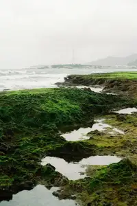 Discover Hon Do: Lush Green Moss Beach and Majestic Sea Cave, a Mesmerizing Landscape in Khanh Hoa.-6