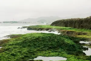 Discover Hon Do: Lush Green Moss Beach and Majestic Sea Cave, a Mesmerizing Landscape in Khanh Hoa.-11