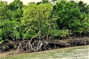 Discover the mystical wonders of Sundarbans the world's largest mangrove forest-0