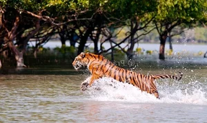 Discover the mystical wonders of Sundarbans the world's largest mangrove forest-6