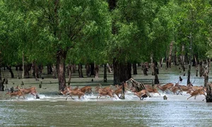 Discover the mystical wonders of Sundarbans the world's largest mangrove forest-7