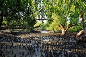 Discover the mystical wonders of Sundarbans the world's largest mangrove forest-1
