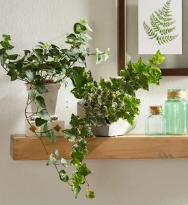 5 Common Indoor Plant Placement Mistakes to Avoid for a Healthier, Safer, and More Beautiful Home Environment-11