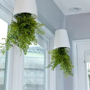 5 Common Indoor Plant Placement Mistakes to Avoid for a Healthier, Safer, and More Beautiful Home Environment-8