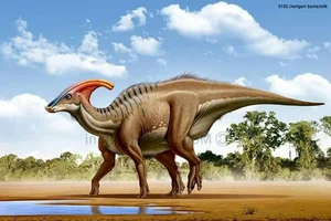 Unlocking the Mystery of Parasaurolophus: Why This Iconic Duck-Billed Dinosaur Had a Spectacular Two-Meter Crest and How It Used Sound to Communicate.-3